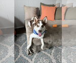 Small #4 Siberian Husky Mix