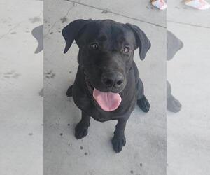 Labrador Retriever Dogs for adoption in Tracy, CA, USA