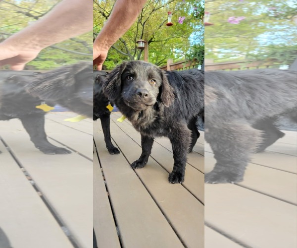 Medium Photo #5 Australian Shepherd-Unknown Mix Puppy For Sale in Sandy, UT, USA