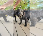 Small #4 Australian Shepherd Mix