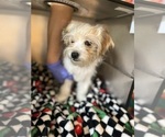 Small #4 Shorkie Tzu