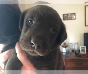 Labrador Retriever Puppy for sale in LAKE CITY, FL, USA