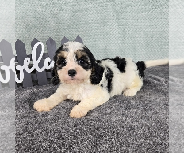 Medium Photo #3 Cavapoo Puppy For Sale in FRANKLIN, IN, USA