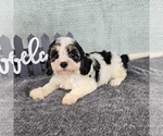 Small #2 Cavapoo