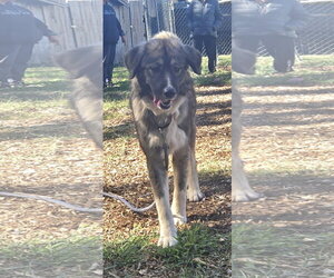 Judy - At the Shelter - Female Great Pyrenees-Unknown Mix Dog for Adoption - Photo #2