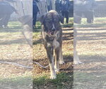 Small Photo #2 Great Pyrenees-Unknown Mix Puppy For Sale in Rustburg, VA, USA