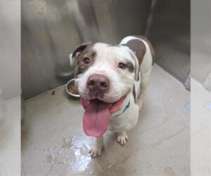 American Bulldog-Unknown Mix Dogs for adoption in Denver, CO, USA