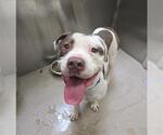 Small American Bulldog Mix
