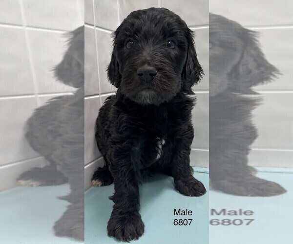 Medium Photo #1 Goldendoodle-Poodle (Standard) Mix Puppy For Sale in CLARE, IL, USA