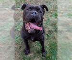 Small Boxer Mix