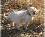 Small Photo #4 Labrador Retriever Puppy For Sale in MANES, MO, USA
