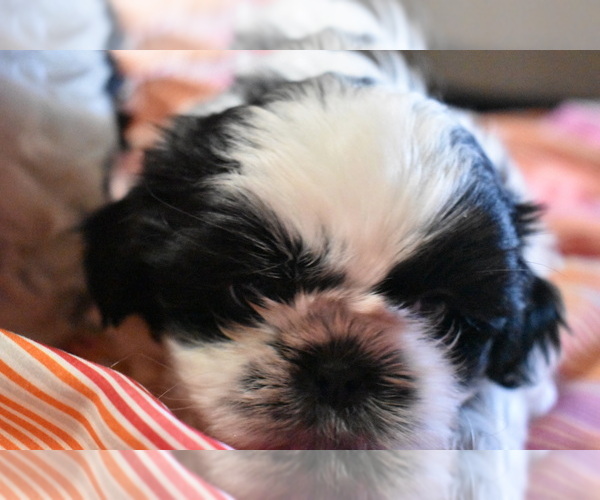 Medium Photo #2 Shih Tzu Puppy For Sale in RAINIER, WA, USA