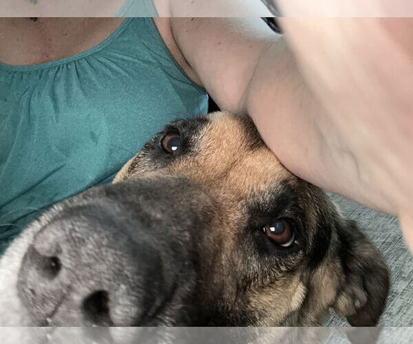 Medium Photo #14 Shepradors Puppy For Sale in Princeton, MN, USA