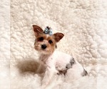 Small Photo #1 Yorkshire Terrier Puppy For Sale in REDLANDS, CA, USA