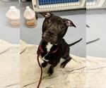 Small American Staffordshire Terrier Mix