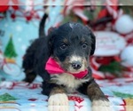 Small #3 Greater Swiss Mountain Dog-Poodle (Standard) Mix