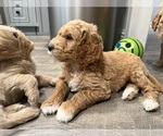 Small #2 Goldendoodle