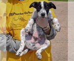 Small #3 American Staffordshire Terrier Mix