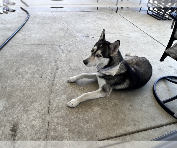 Medium Photo #1 German Shepherd Dog-Siberian Husky Mix Puppy For Sale in FONTANA, CA, USA