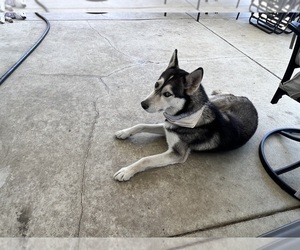 Father of the German Shepherd Dog-Siberian Husky Mix puppies born on 04/08/2025