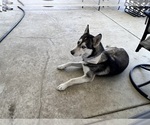 Small Photo #1 German Shepherd Dog-Siberian Husky Mix Puppy For Sale in FONTANA, CA, USA
