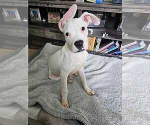 Boxer Dogs for adoption in Katy, TX, USA