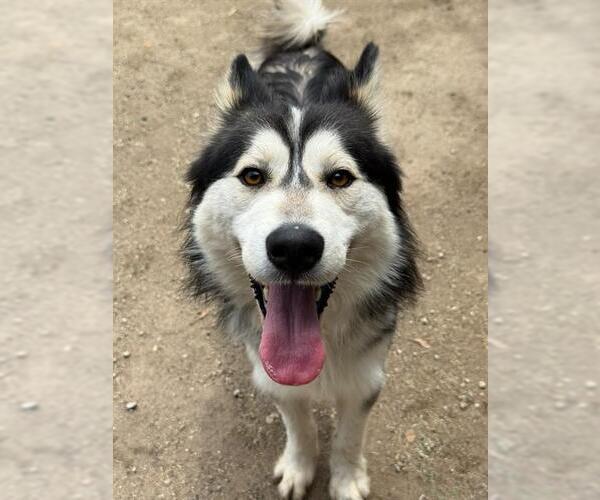 Medium Photo #1 Siberian Husky Puppy For Sale in Riverside, CA, USA