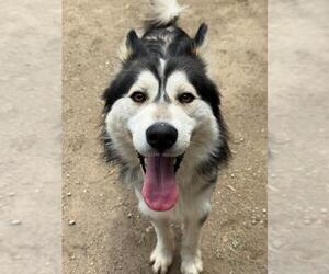 Siberian Husky Dogs for adoption in Riverside, CA, USA