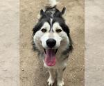 Small Siberian Husky
