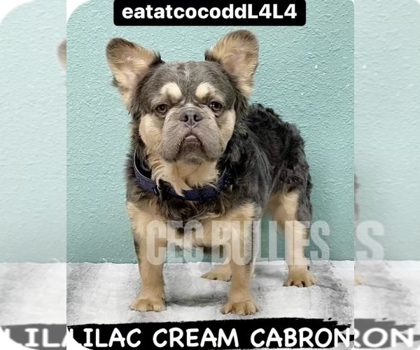 Medium Photo #1 French Bulldog Puppy For Sale in MURRIETA, CA, USA