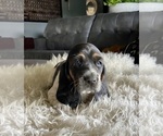 Small Photo #10 Basset Hound Puppy For Sale in HUGHSON, CA, USA
