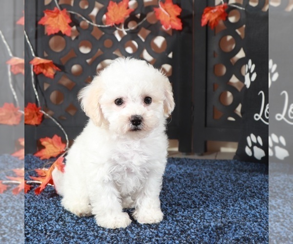 Medium Photo #2 Bichpoo Puppy For Sale in MOUNT VERNON, OH, USA