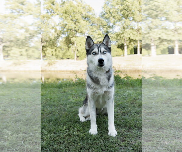 Medium Photo #4 Siberian Husky Puppy For Sale in Carrollton, TX, USA