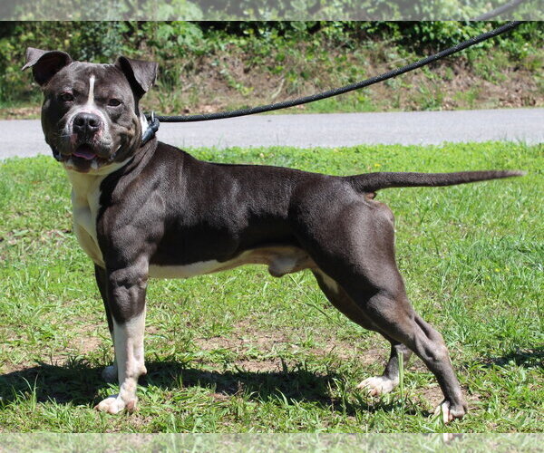 Medium Photo #3 Mutt Puppy For Sale in Prattville, AL, USA