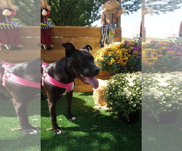 Medium Photo #10 American Pit Bull Terrier-Unknown Mix Puppy For Sale in Germantown, OH, USA