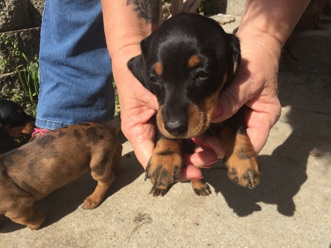Medium Photo #2 Dachshund Puppy For Sale in KINGSLAND, TX, USA