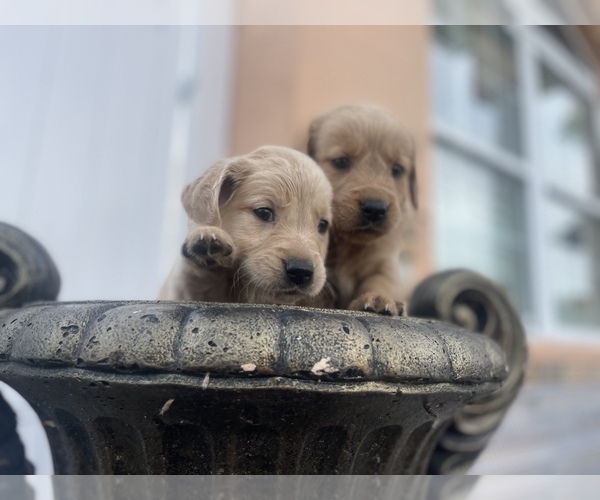 Medium Photo #1 Golden Retriever Puppy For Sale in TAMPA, FL, USA