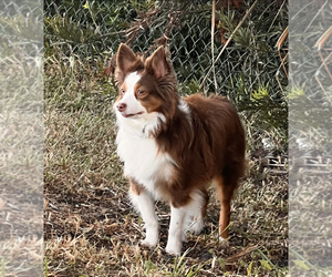 Mother of the Miniature Australian Shepherd puppies born on 06/16/2026