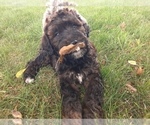 Small Photo #1 Bernedoodle (Miniature) Puppy For Sale in GOSHEN, IN, USA