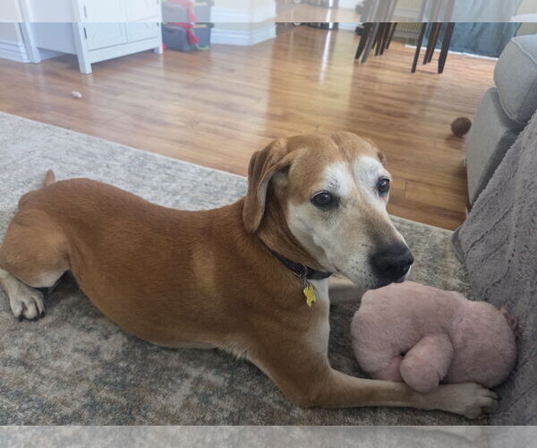 Medium Photo #5 Mutt Puppy For Sale in Sandy, UT, USA