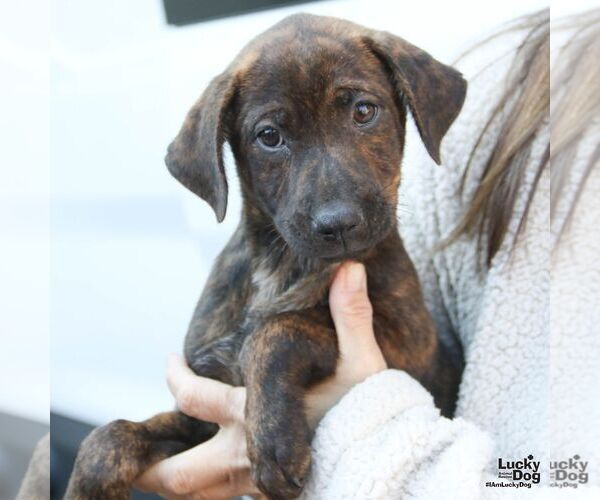 Medium Photo #1 Labrador Retriever-Unknown Mix Puppy For Sale in Washington, DC, USA