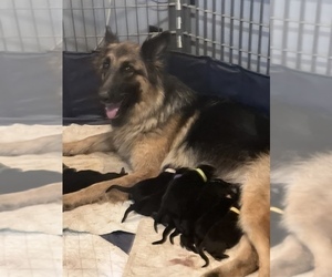 Mother of the German Shepherd Dog puppies born on 09/11/2022