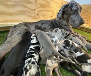 Mother of the Great Dane puppies born on 04/04/2023