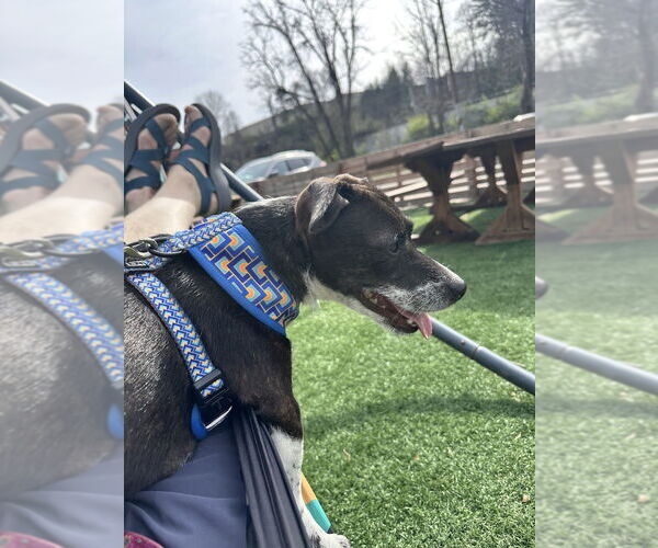 Medium Photo #3 Mutt Puppy For Sale in Candler, NC, USA