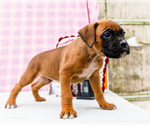 Small #4 Boxer