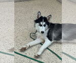 Small #5 Siberian Husky