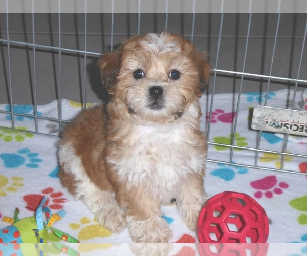 Medium Photo #1 ShihPoo Puppy For Sale in ORO VALLEY, AZ, USA