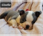 Small Photo #13 Boston Terrier Puppy For Sale in POMEROY, OH, USA