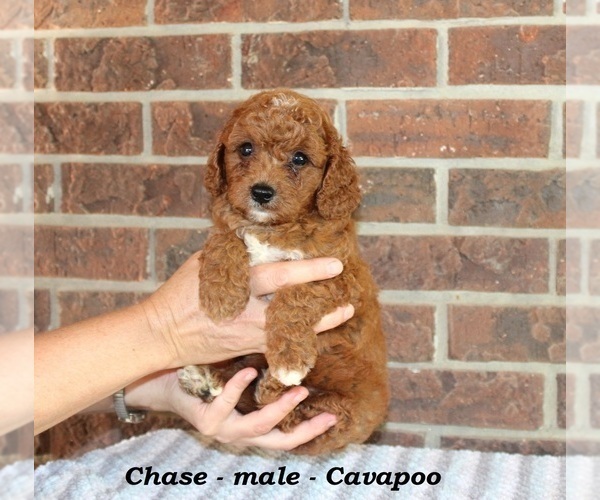 Medium Photo #4 Cavapoo Puppy For Sale in CLARKRANGE, TN, USA