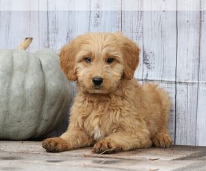 Goldendoodle Puppy for sale in FREDERICKSBG, OH, USA